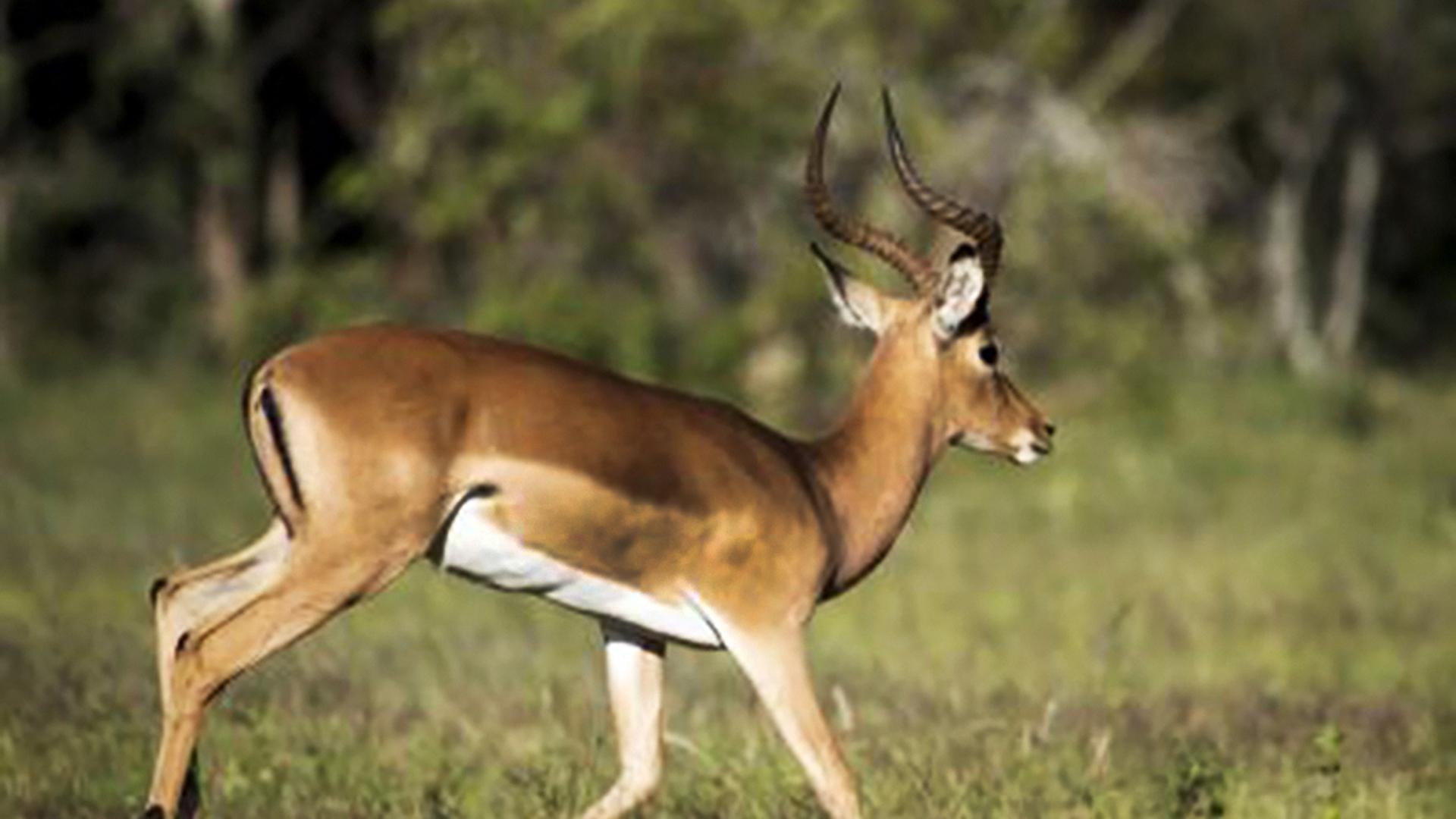 Spaces of property in Modimolle (Nylstroom)