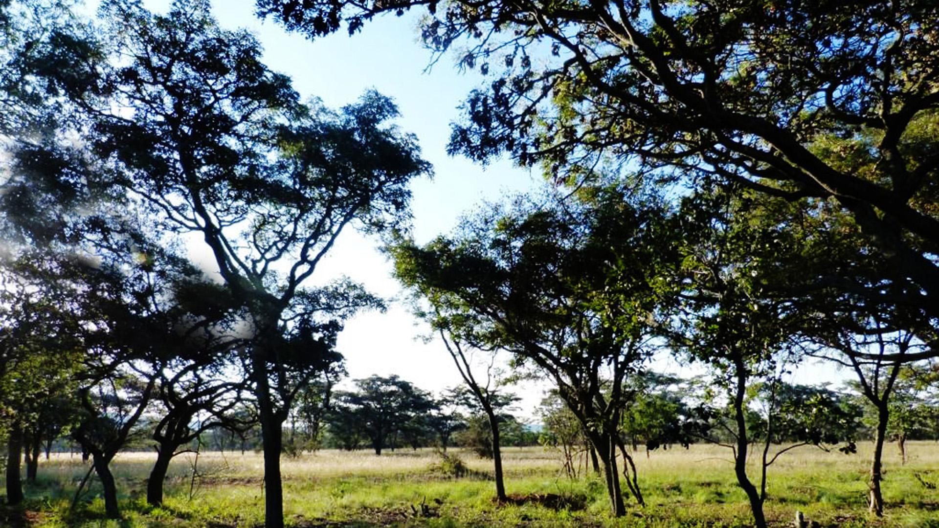 Spaces of property in Modimolle (Nylstroom)