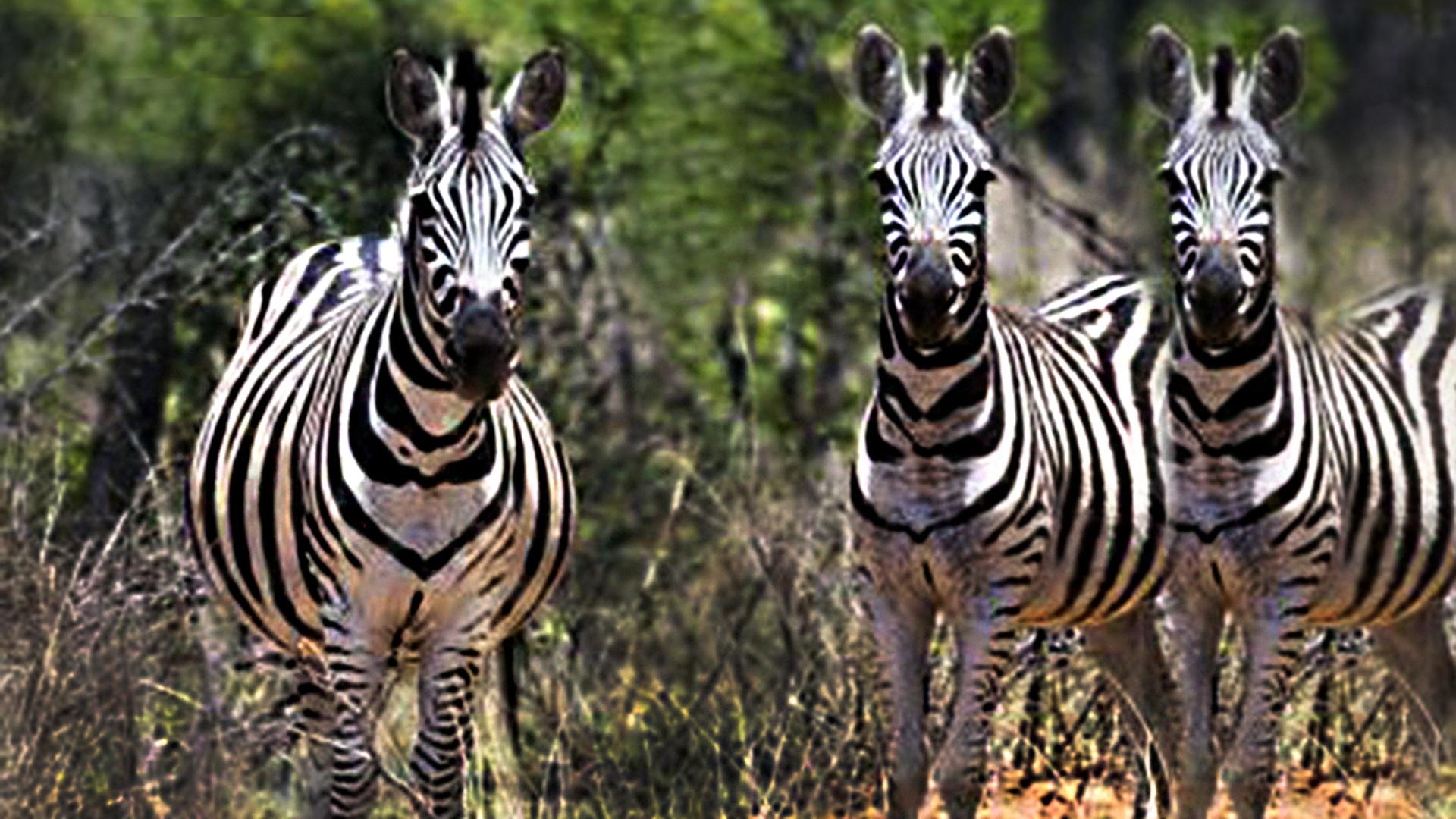 Spaces of property in Modimolle (Nylstroom)