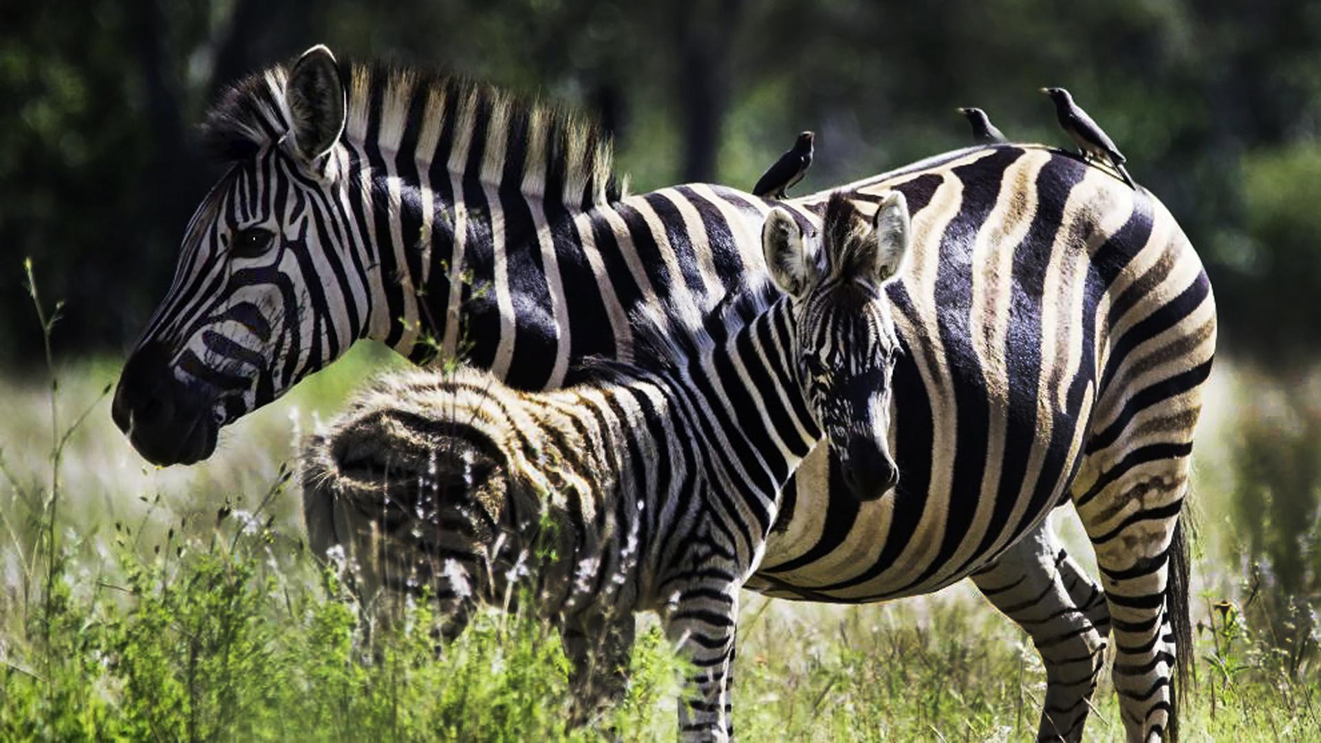 Spaces of property in Modimolle (Nylstroom)