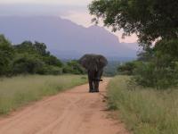 Land for Sale for sale in Hoedspruit