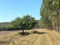 Smallholding for Sale for sale in Mtubatuba