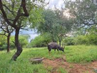  of property in Hoedspruit