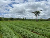  of property in Musina