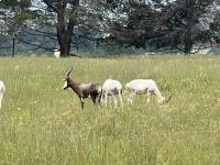 Farm for Sale for sale in Emalahleni (Witbank) 