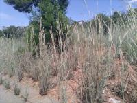 Land for Sale for sale in Cashan