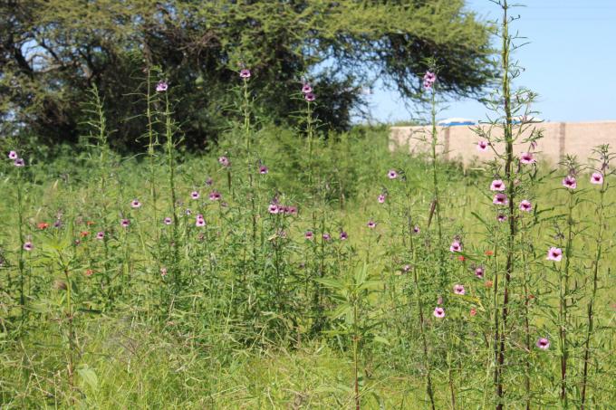 Land for Sale For Sale in Tweefontein - MR667913
