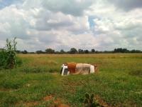  of property in Meyerton