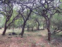  of property in Hoedspruit