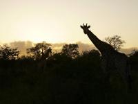  of property in Hoedspruit