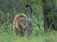  of property in Hoedspruit