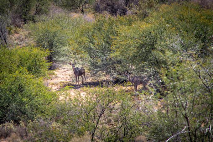 Farm for Sale For Sale in Ladismith - MR672628