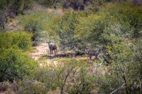 Farm for Sale for sale in Ladismith