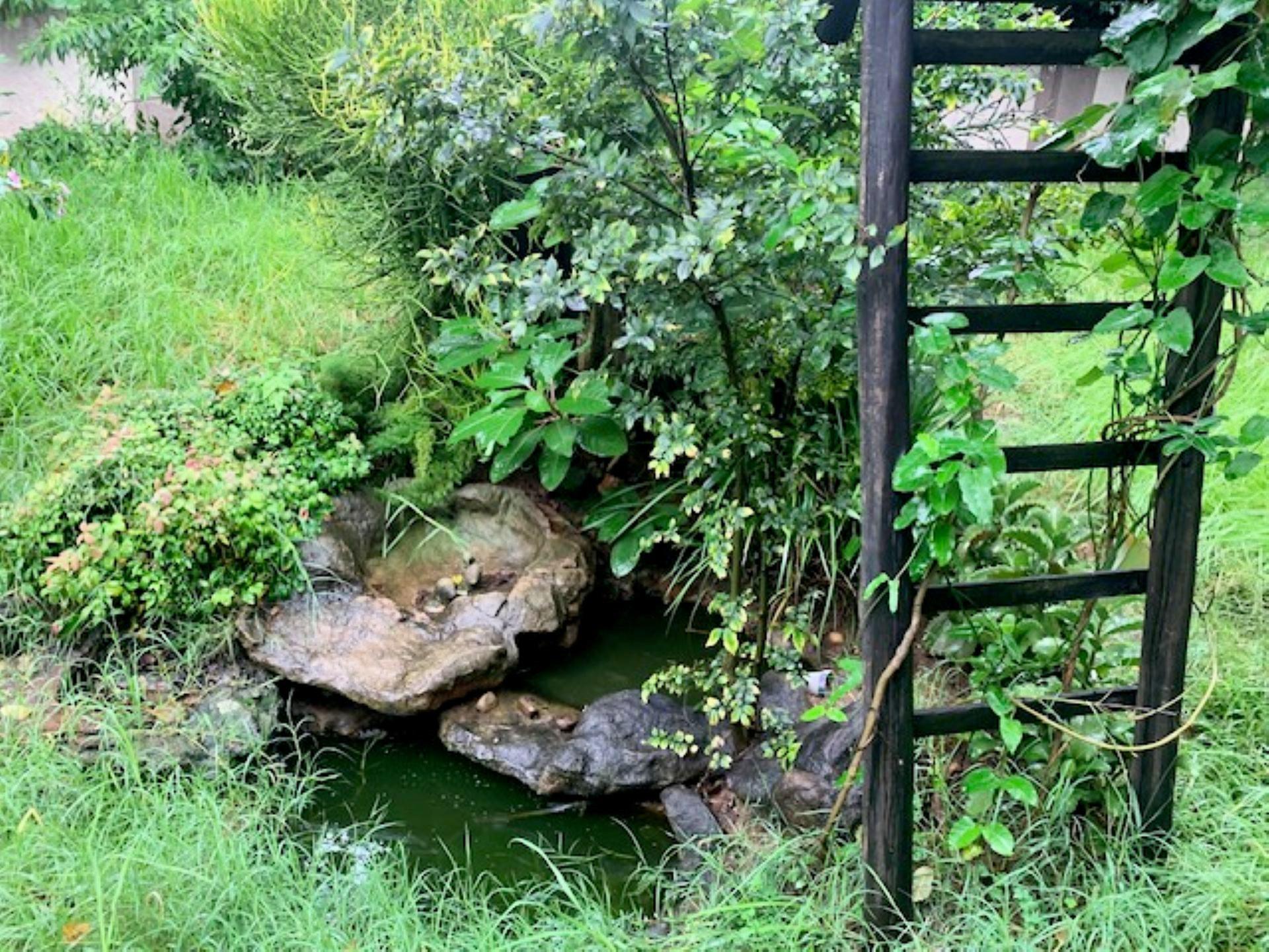 Garden of property in Douglasdale