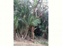  of property in Hibberdene