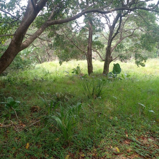 Land for Sale For Sale in Hibberdene - MR673767