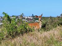  of property in Port Alfred