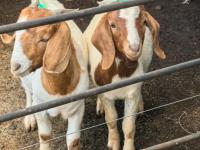  of property in Rustenburg