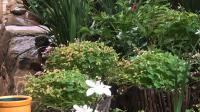 Garden of property in Walkerville