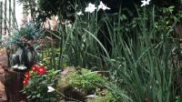 Garden of property in Walkerville