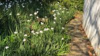 Garden of property in Walkerville