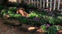 Garden of property in Walkerville