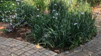 Garden of property in Walkerville
