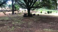 Garden of property in Walkerville