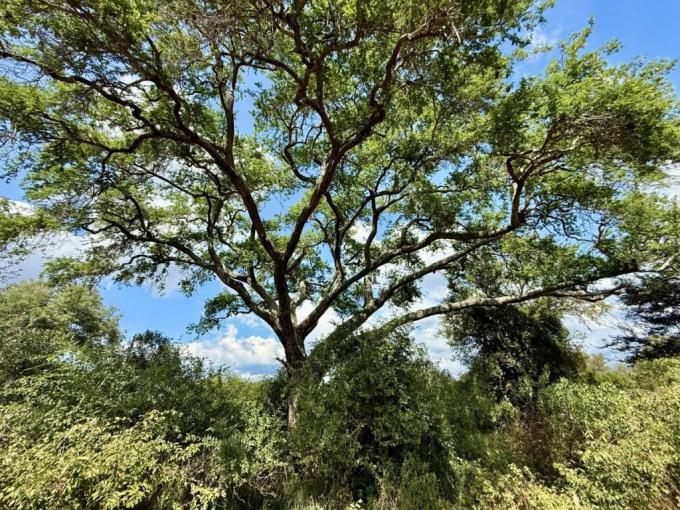 Land for Sale For Sale in Hoedspruit - MR677437