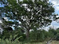  of property in Hoedspruit