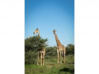  of property in Hoedspruit