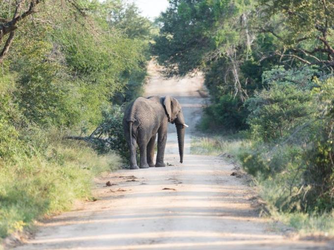 Land for Sale For Sale in Hoedspruit - MR679500