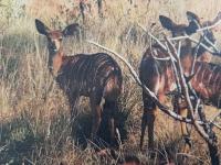  of property in Kameelfontein