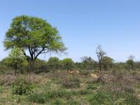  of property in Hoedspruit