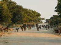 Land for Sale for sale in Hoedspruit