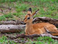  of property in Hoedspruit