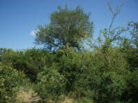  of property in Hoedspruit