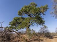 of property in Hoedspruit
