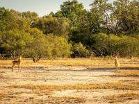 Land for Sale for sale in Hoedspruit