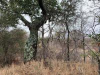 of property in Hoedspruit