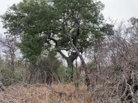  of property in Hoedspruit