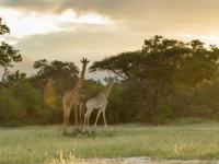 Land for Sale for sale in Hoedspruit