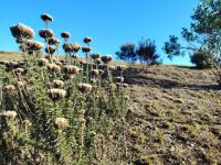 of property in Robberg Ridge