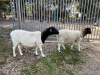  of property in Bathurst