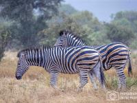  of property in Bushbuckridge
