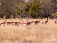  of property in Bushbuckridge