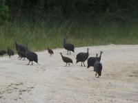  of property in Hoedspruit