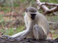  of property in Hoedspruit