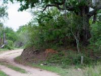  of property in Hoedspruit