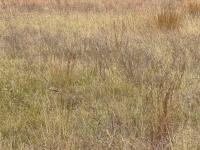  of property in Middelburg - MP